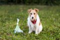 愛犬のウンチが普段…の画像