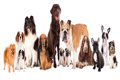 犬の年齢は人間でい…の画像