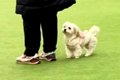 ドッグランで飼い主…の画像