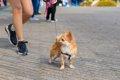犬が不満を感じてい…の画像