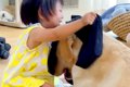 お昼寝している大型…の画像
