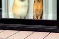 『私のメイク前とメ…の画像