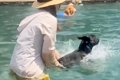 暑い日、犬をプール…の画像