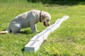 群馬県がガン探知犬…の画像