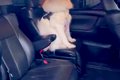 『絶対に車から降り…の画像