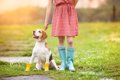 雨の日も犬の散歩は…の画像