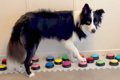 『会話ボタン』で犬…の画像