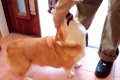 犬が『大好きなお兄…の画像