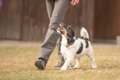 犬は会話の内容を想…の画像