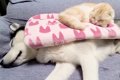 ハスキー犬の上で寝…の画像