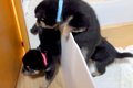 よちよち歩きの赤ち…の画像