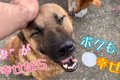 野良犬に学ぶ『男ら…の画像