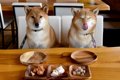 犬が好む『食材ラン…の画像