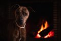 犬が原因で火事にな…の画像