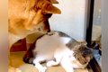 猫に『お気に入りの…の画像