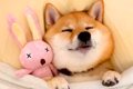 眠そうな柴犬さんを…の画像