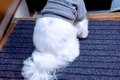 歯医者に行くため『…の画像