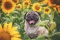 犬が『舌を出す』5つ…の画像