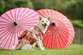 愛犬との『お正月の…の画像