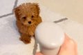 赤ちゃん犬が初めて…の画像