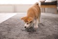 犬が『トイレを我慢…の画像
