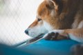 『不幸な犬』の特徴4…の画像