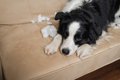 犬が『叱られた』と…の画像