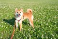 犬を散歩に連れて行…の画像