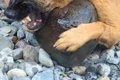 『大きくて持って帰…の画像