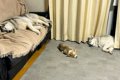 大型犬2匹が暮らす家…の画像
