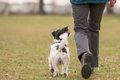 犬が散歩で飼い主を…の画像