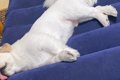 来客用のマットを出…の画像