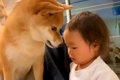 2歳の女の子が危ない…の画像