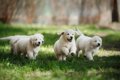 必ず読んで！子犬に…の画像