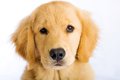 犬に苦痛を与える『…の画像