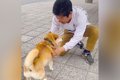 出張帰りのパパを犬…の画像