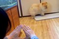 大型犬を呼んだら『…の画像