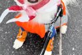 雨の日、カッパを着…の画像