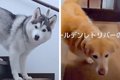『シャンプーしよう…の画像