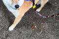 外出時、犬に『オヤ…の画像