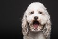 犬がびっくりしたと…の画像
