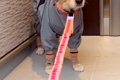 雨の日、濡れないよ…の画像