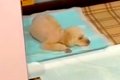 トイレの上で寝てし…の画像