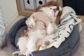 犬に『シャンプーし…の画像