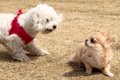 心優しい犬が『他の…の画像