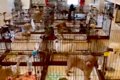 保護犬センターのラ…の画像