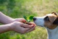 アメリカ〜NY市で犬…の画像