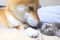 犬が『子猫がそばに…の画像