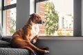 愛犬の『座り方』が…の画像