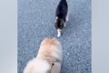 犬が『仲良しな野良…の画像